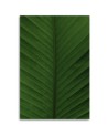 Canvas painting - Banana leaf macro | FEEBY