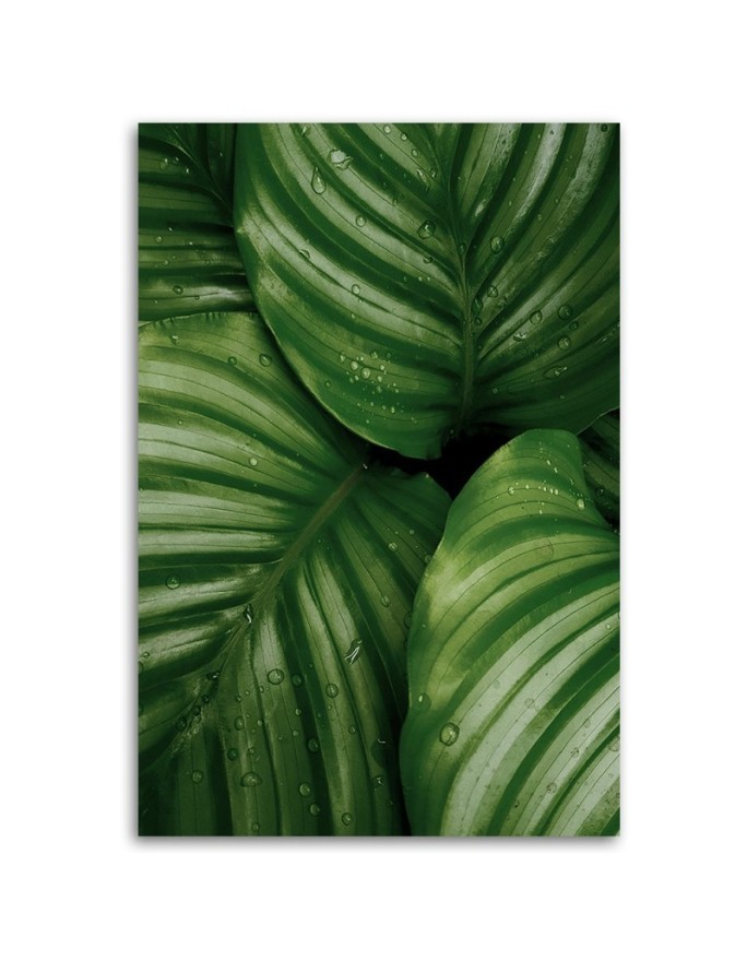 Canvas painting - Water droplets on a leaf | FEEBY