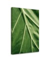 Canvas painting - Macro leaf dew | FEEBY
