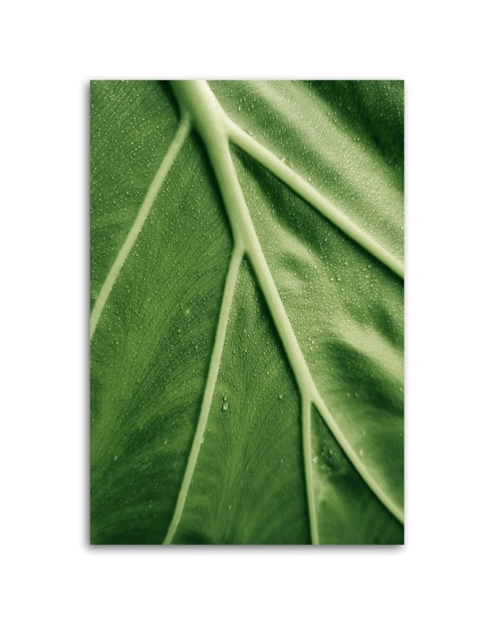 Canvas painting - Macro leaf dew | FEEBY