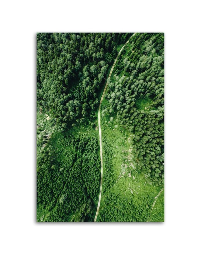 Canvas painting - Path through a green forest | FEEBY