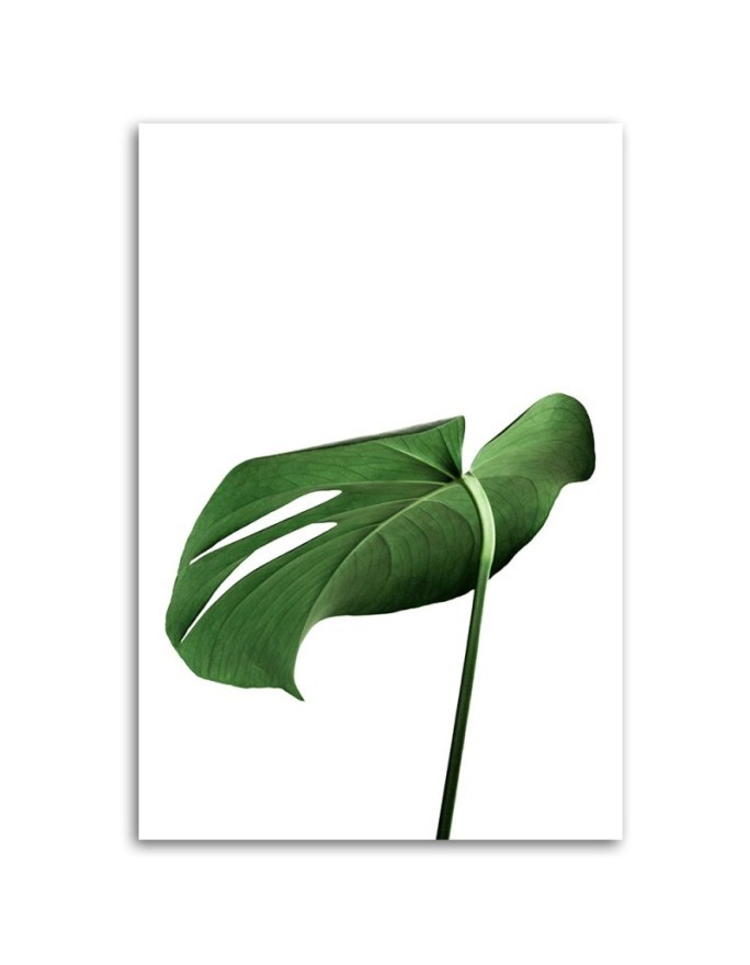 Canvas painting - Monstera leaf plant | FEEBY