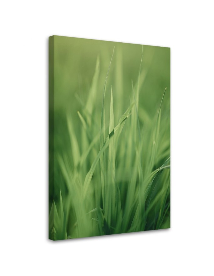 Canvas print Grass blade