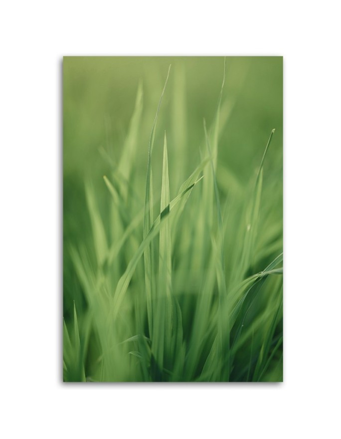 Canvas painting - Grass stem | FEEBY