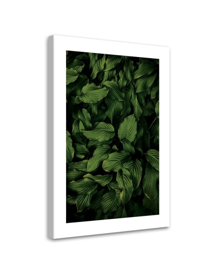 Canvas print Dark green leaves