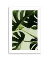 Canvas painting - Green monstera leaves | FEEBY