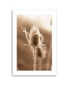 Canvas painting - Macro thistle | FEEBY