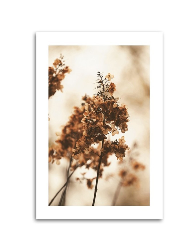 Canvas painting - Withered hydrangea flower | FEEBY