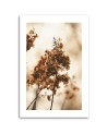 Canvas painting - Withered hydrangea flower | FEEBY