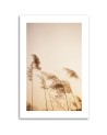 Canvas painting - Beige reed | FEEBY