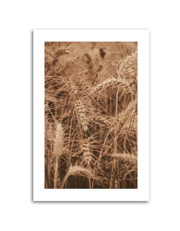 Canvas painting - Cereal ears | FEEBY