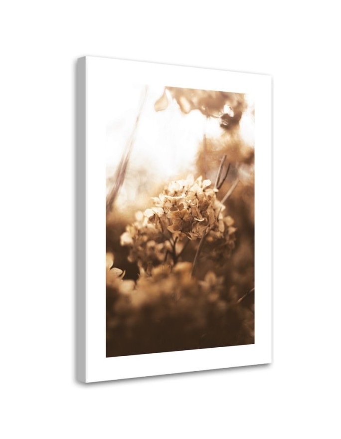 Canvas painting - Withered hydrangea at sunset | FEEBY