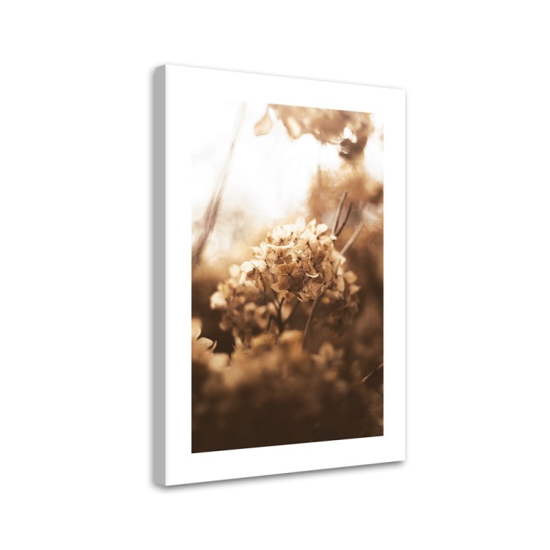 Canvas painting - Withered hydrangea at sunset | FEEBY