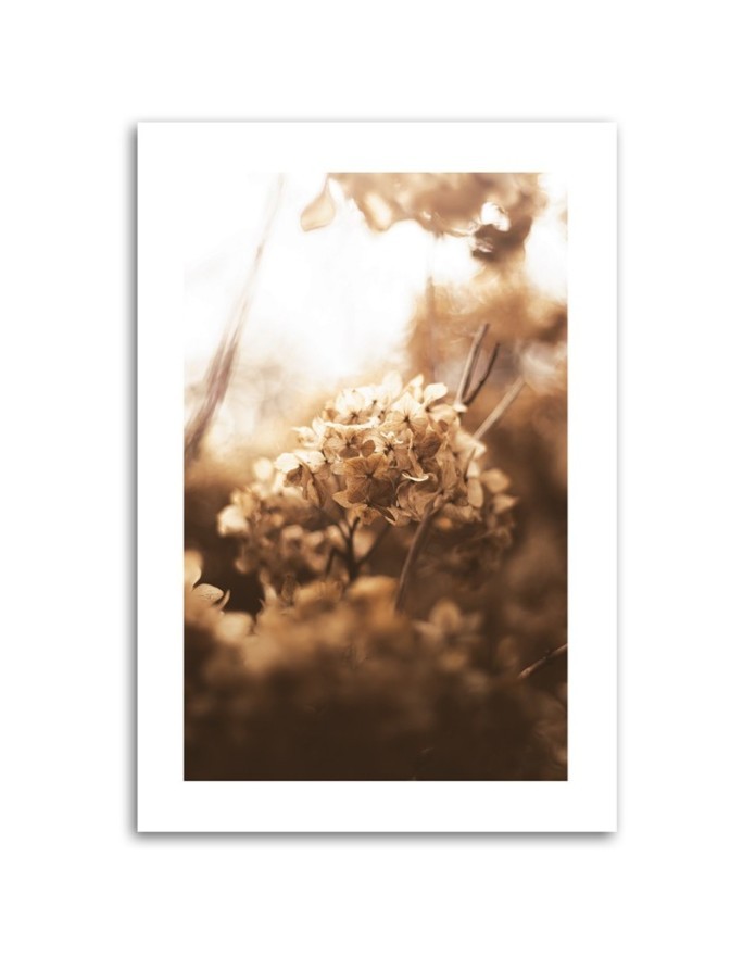 Canvas painting - Withered hydrangea at sunset | FEEBY