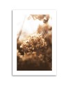 Canvas painting - Withered hydrangea at sunset | FEEBY