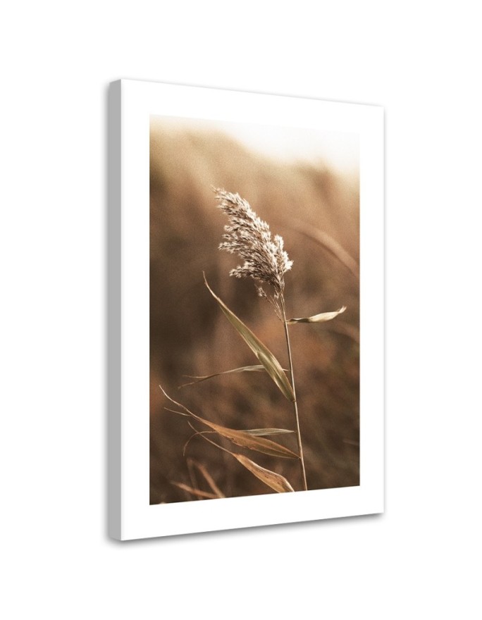 Canvas print Reed on a...