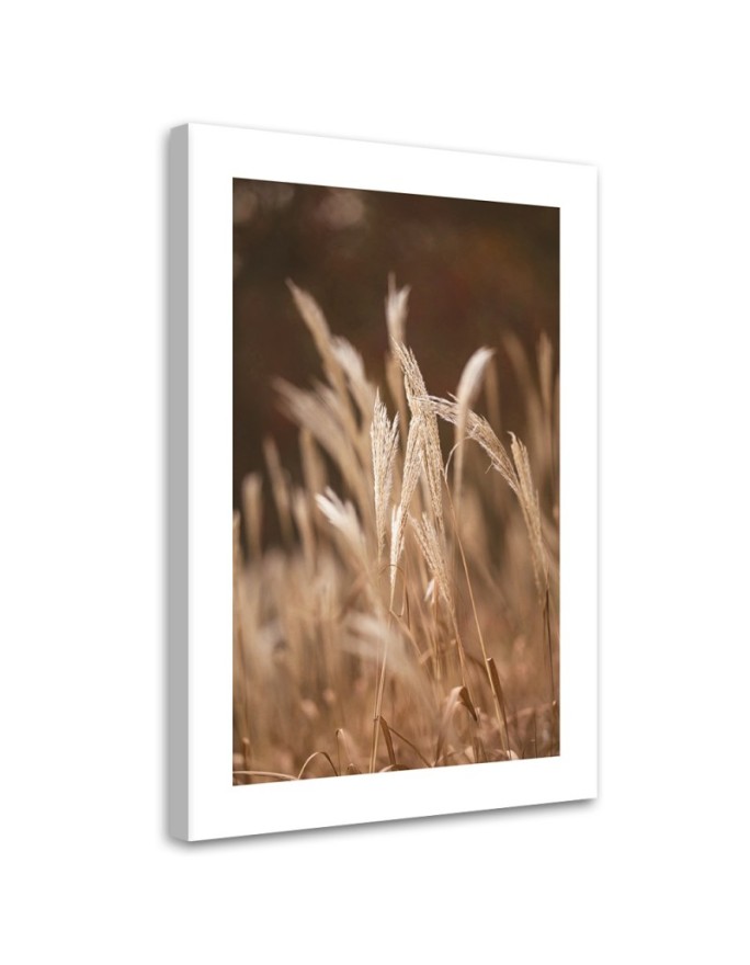 Canvas print Dry grass on a...