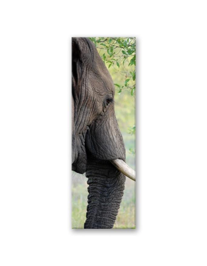 Decorative painting for wall - Elephant Animal Africa | FEEBY