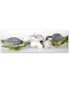 Canvas print for room - White zen orchid | FEEBY