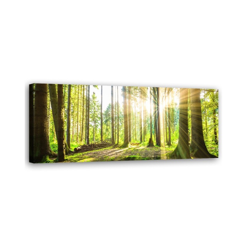 Sunshine in the forest - Image for a room | FEEBY