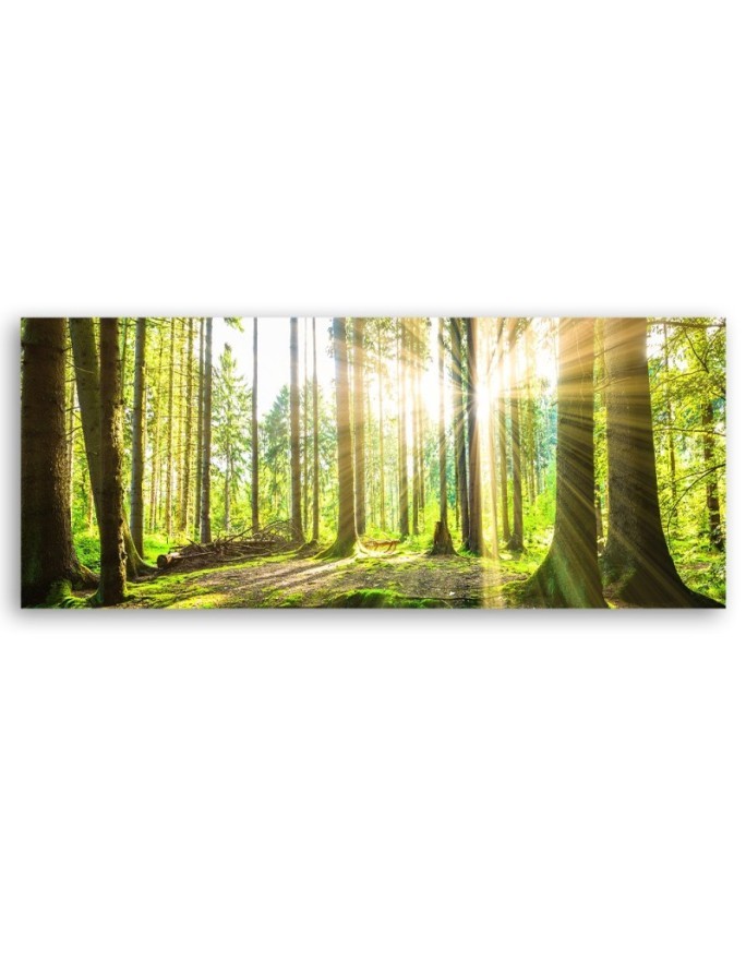 Sunshine in the forest - Image for a room | FEEBY
