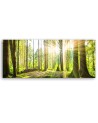 Sunshine in the forest - Image for a room | FEEBY