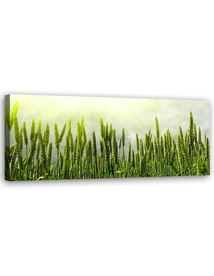 Canvas print Field of wheat