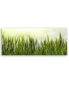 Wheat field - Wall painting | FEEBY