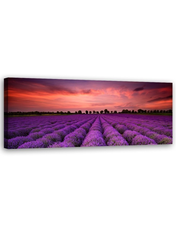 Field of purple flowers - Interior design picture | FEEBY
