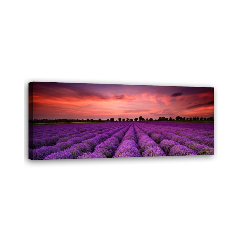 Field of purple flowers - Interior design picture | FEEBY