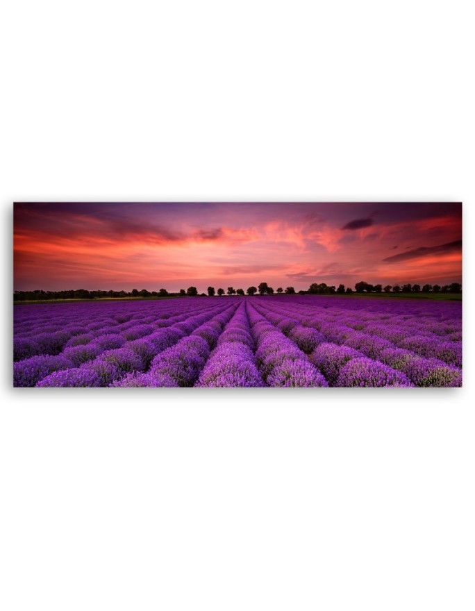 Field of purple flowers - Interior design picture | FEEBY