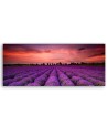 Field of purple flowers - Interior design picture | FEEBY