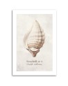 Modern canvas painting - Shell on natural background | FEEBY