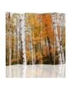 Practical room divider - Birch forest in autumn | FEEBY