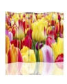 Multipart screen - Multicoloured tulips | FEEBY
