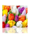 room divider - Colourful tulips | FEEBY