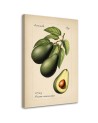 Modern canvas print for kitchen - Vintage fruit Avocado | FEEBY