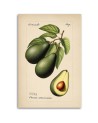 Modern canvas print for kitchen - Vintage fruit Avocado | FEEBY