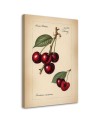 Kitchen canvas print - Fruit Vintage Cherry | FEEBY