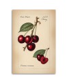 Kitchen canvas print - Fruit Vintage Cherry | FEEBY