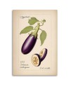Dinning room canvas print - Vintage vegetables Aubergine | FEEBY