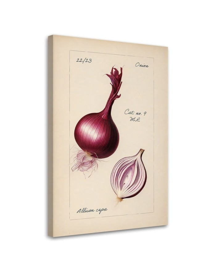 Image for dining room modern - Vintage vegetables Onion | FEEBY