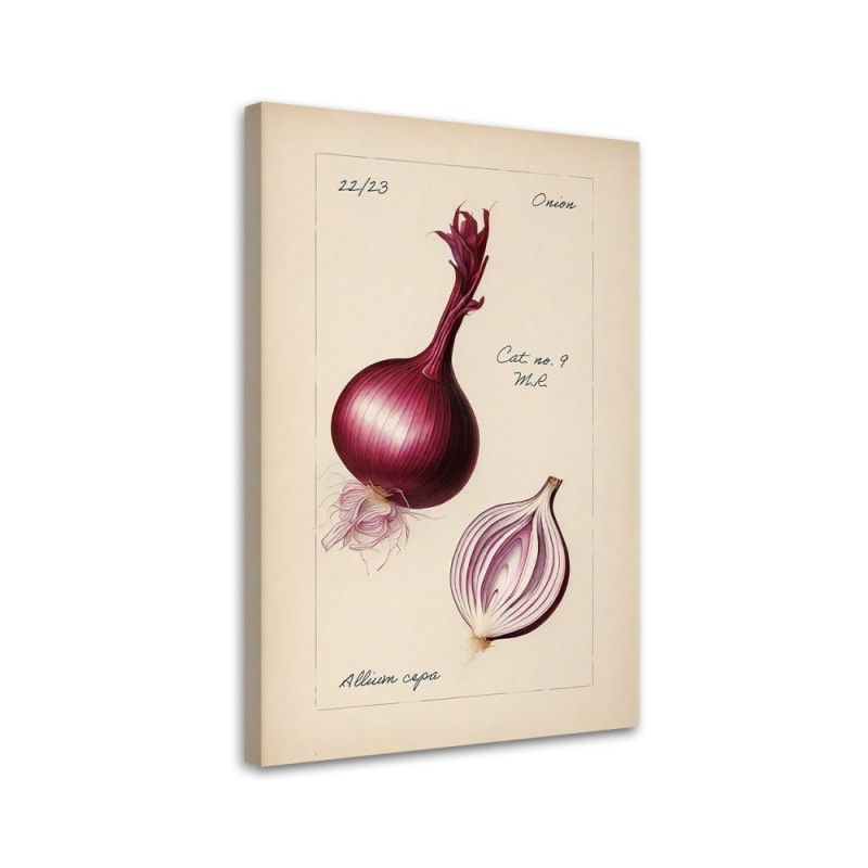 Image for dining room modern - Vintage vegetables Onion | FEEBY