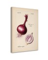 Image for dining room modern - Vintage vegetables Onion | FEEBY