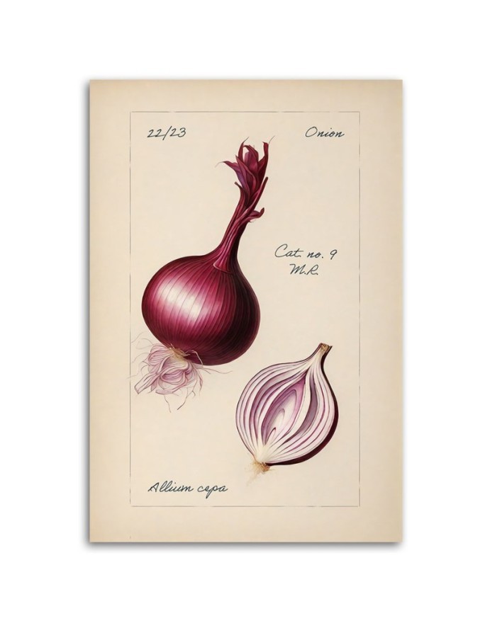 Image for dining room modern - Vintage vegetables Onion | FEEBY