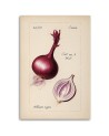 Image for dining room modern - Vintage vegetables Onion | FEEBY