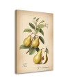 Print on canvas for kitchen - Fruit Vintage Pear | FEEBY