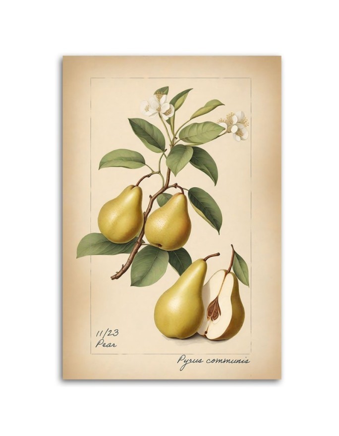 Print on canvas for kitchen - Fruit Vintage Pear | FEEBY