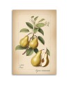 Print on canvas for kitchen - Fruit Vintage Pear | FEEBY