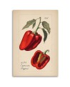 Kitchen canvas print - Vintage vegetables Peppers | FEEBY